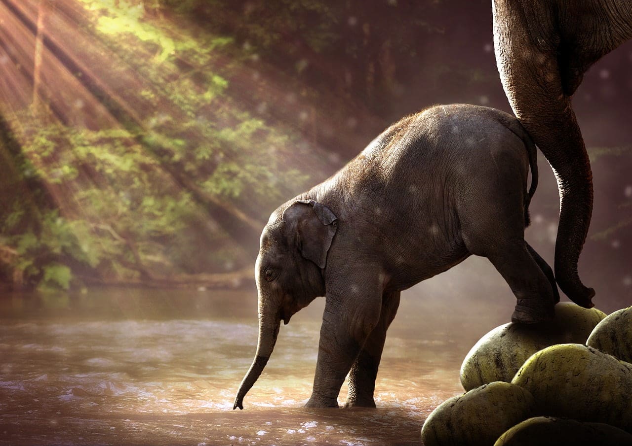 dream meaning Elephant