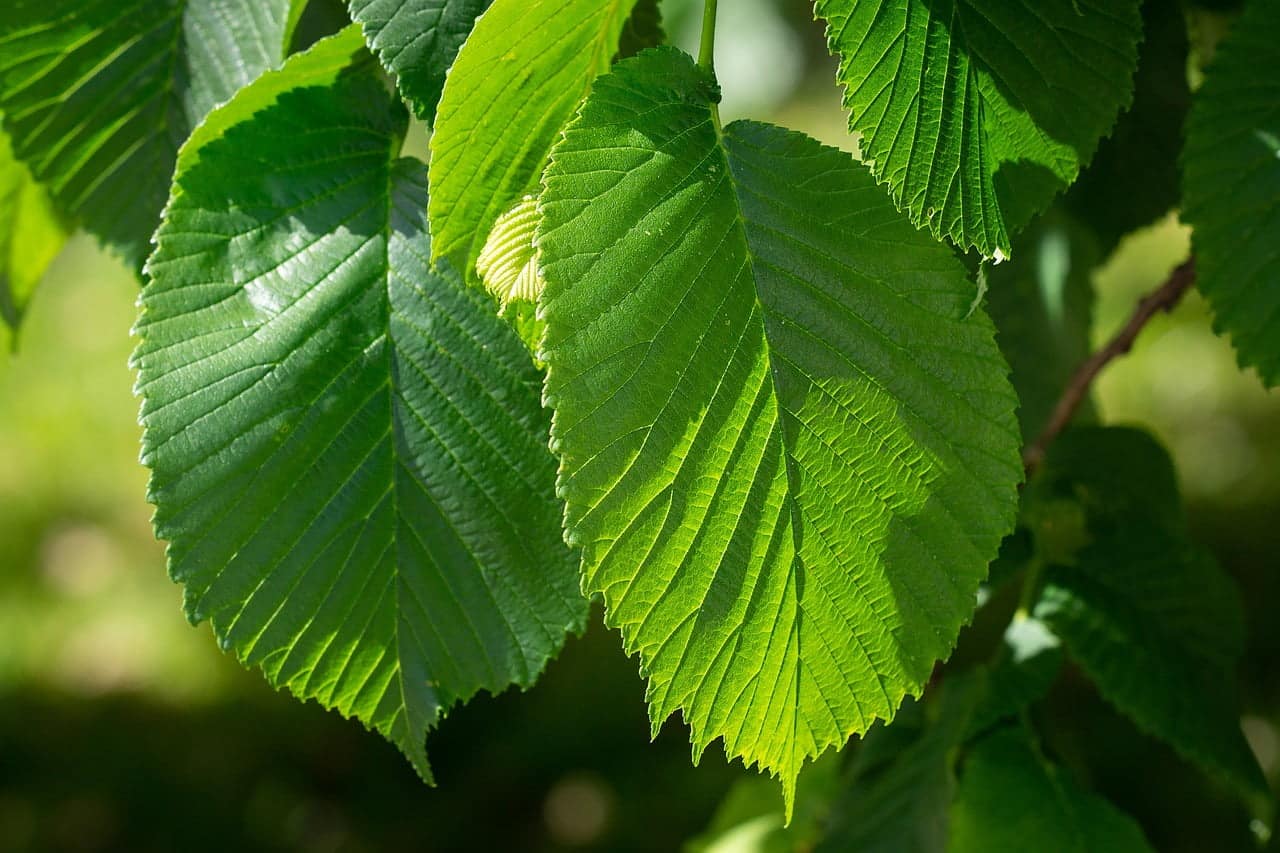 dream meaning Elm