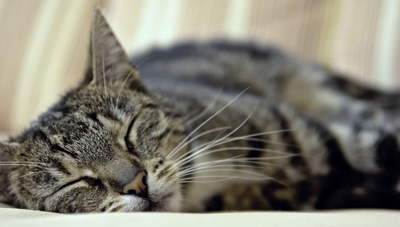 dream meaning Fatigue