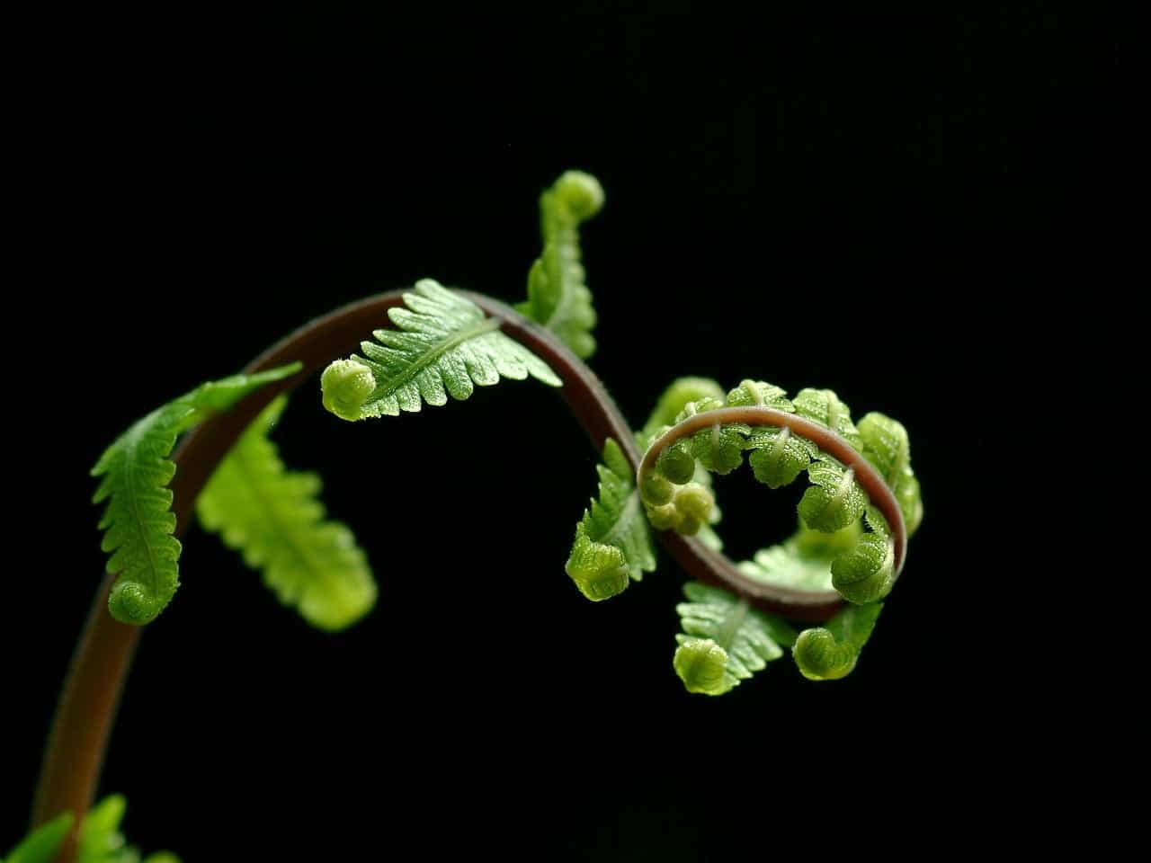 dream meaning Fern