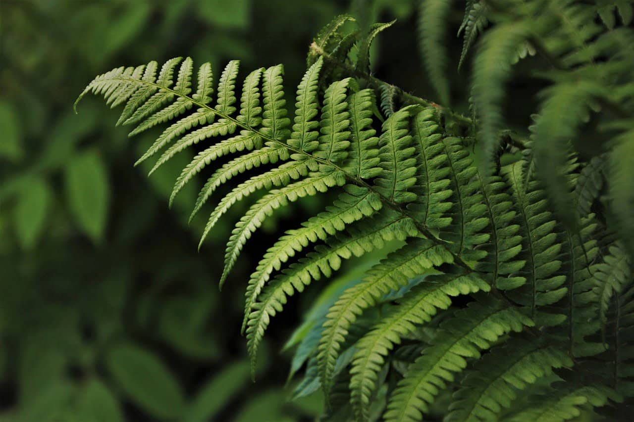 dream meaning Ferns