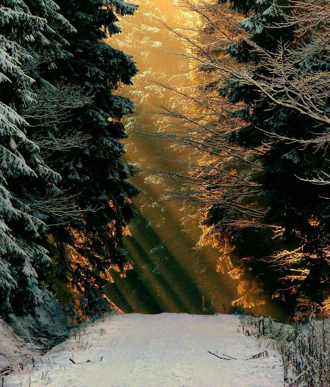 dream meaning Fir tree