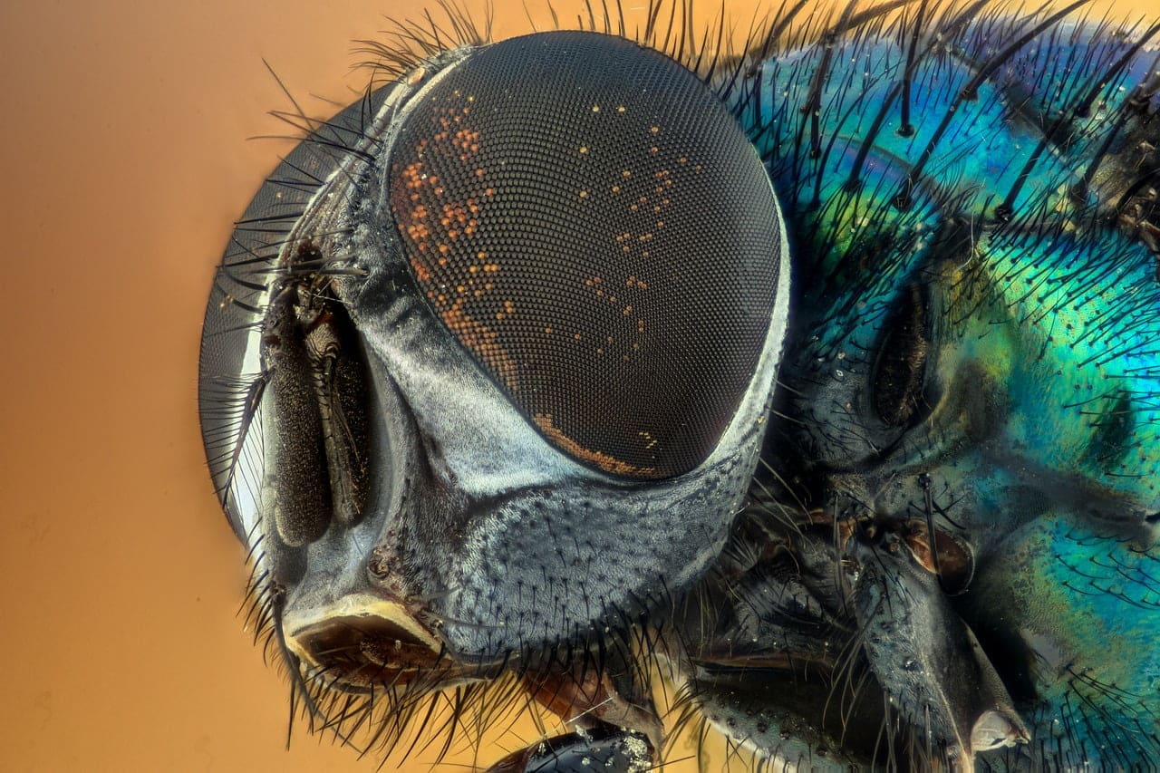 dream meaning Fly (an insect)