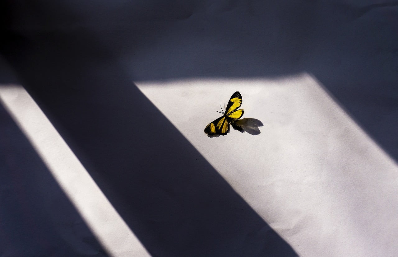 dream meaning Fly Paper
