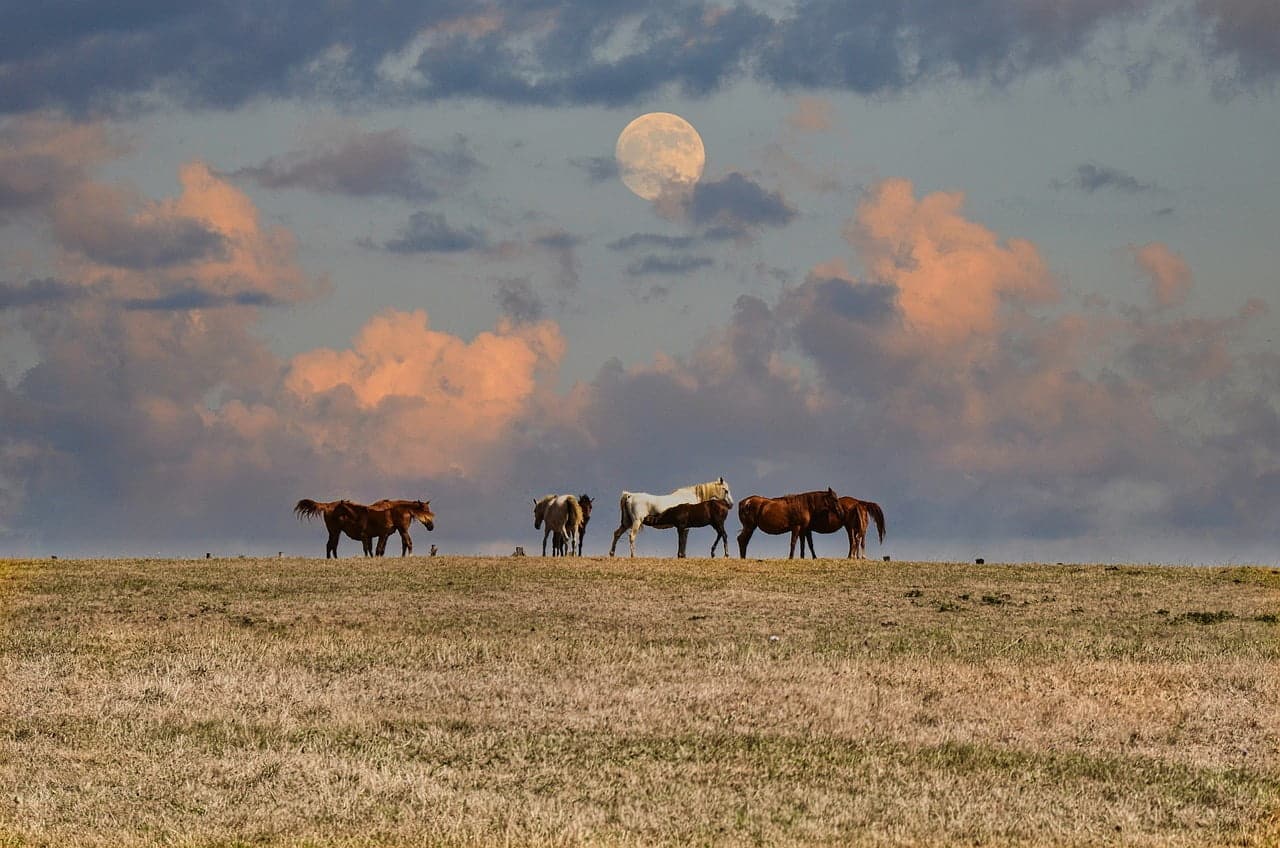 dream meaning Foal