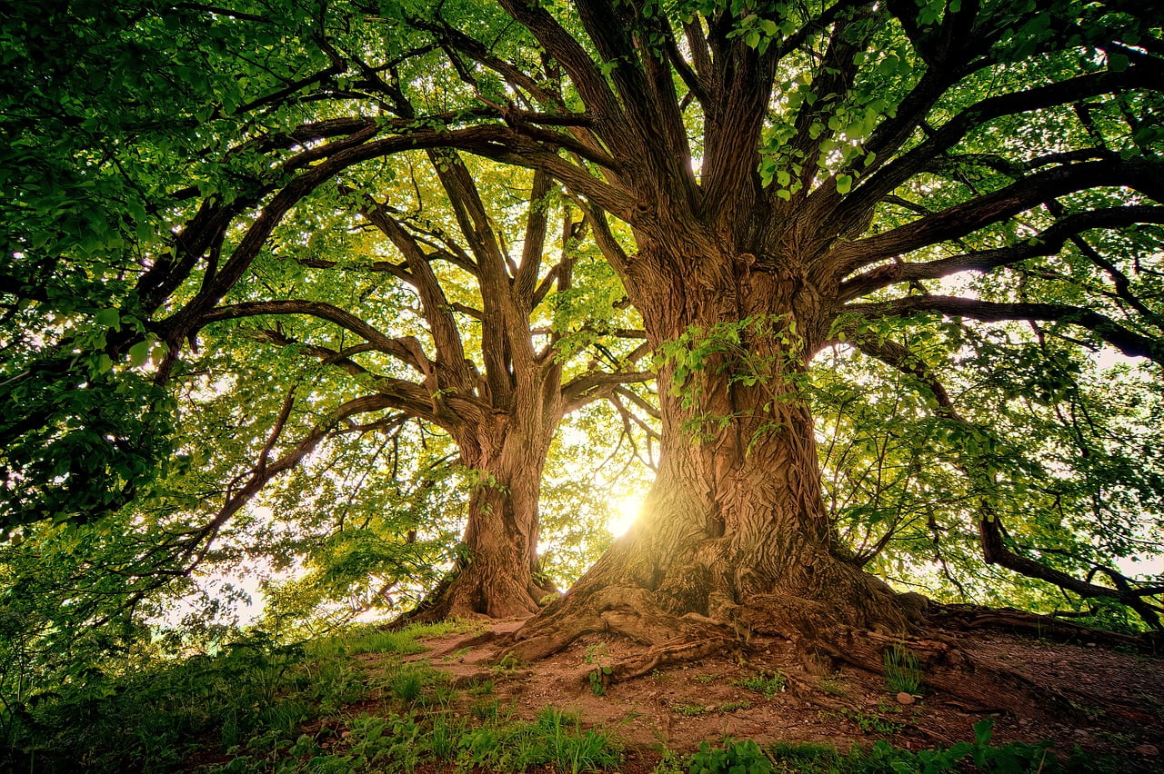 dream meaning Forest