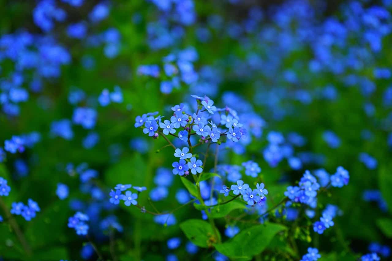 dream meaning Forget-me-not