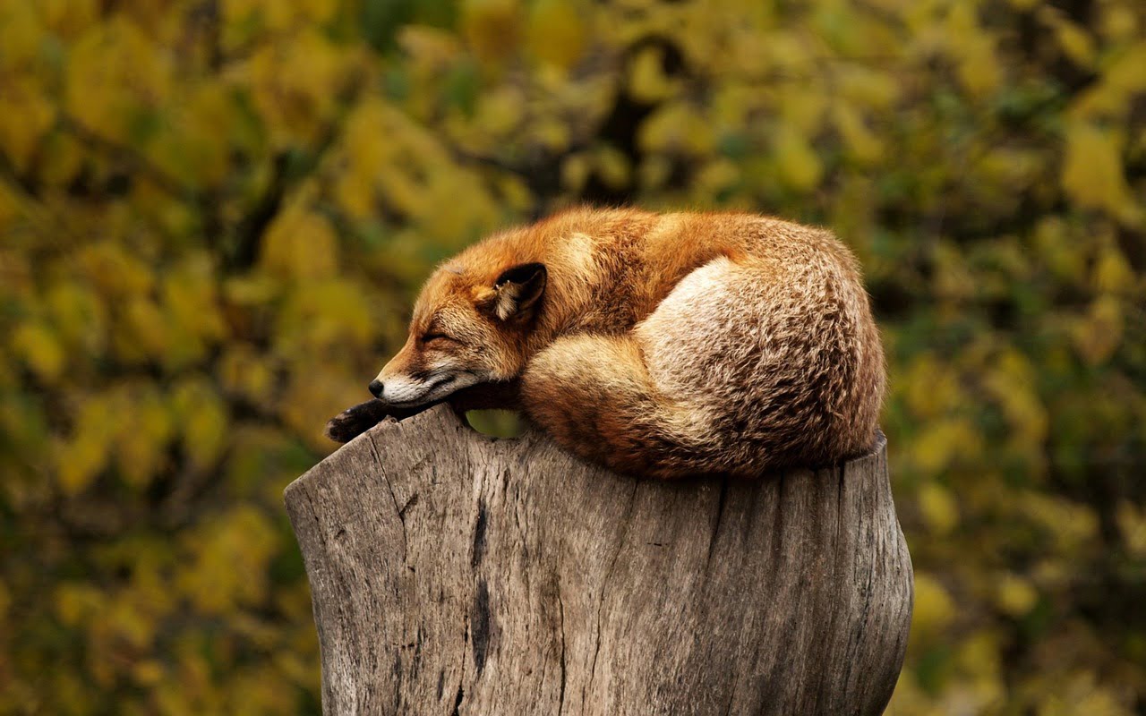 dream meaning Fox