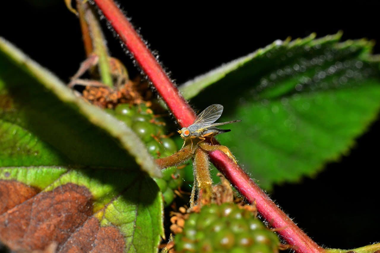 dream meaning Gall - flies