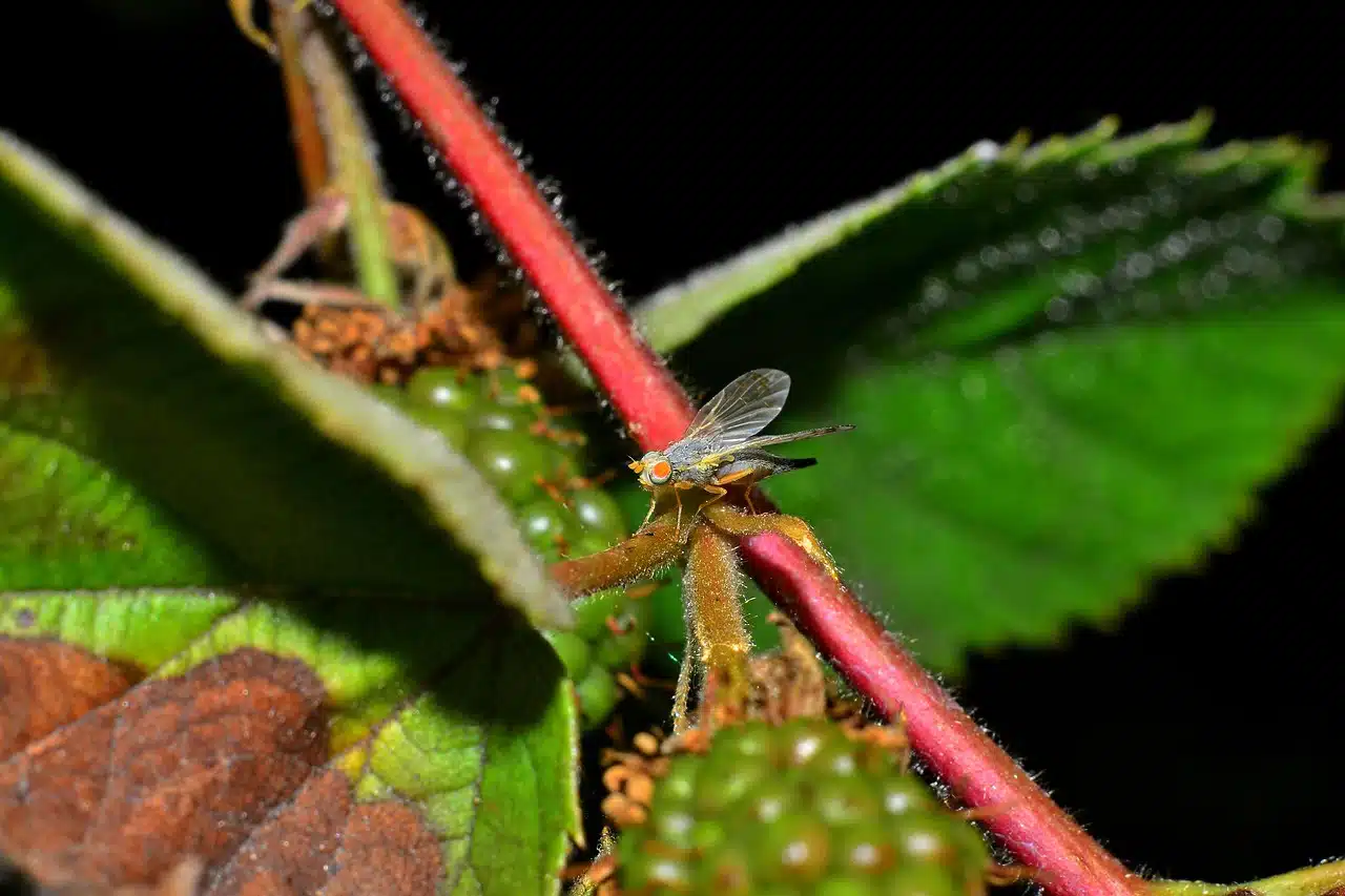 dream meaning Gall - flies