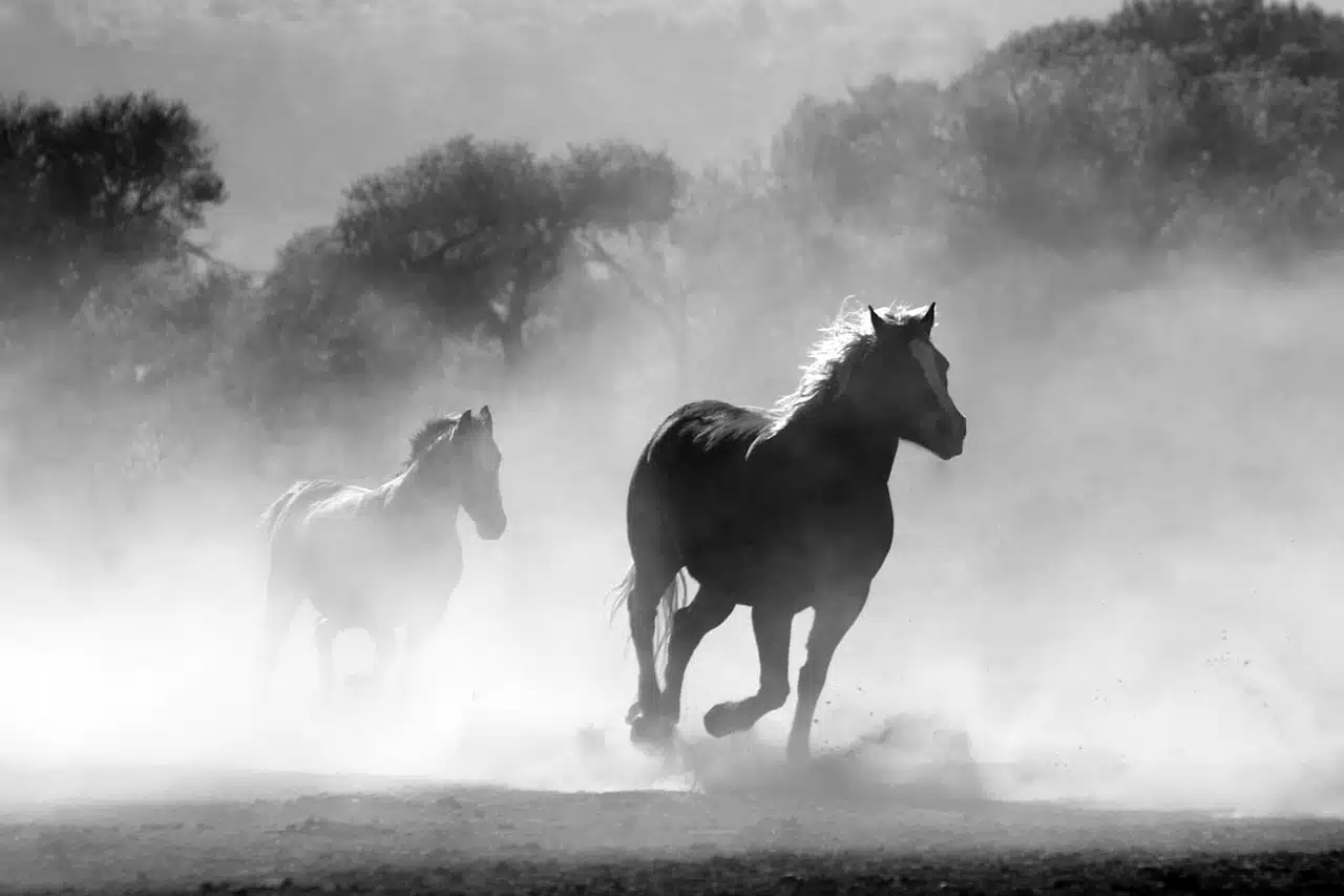 dream meaning Gallop