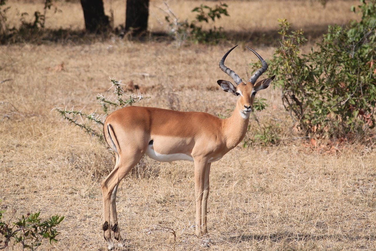 dream meaning Gazelle