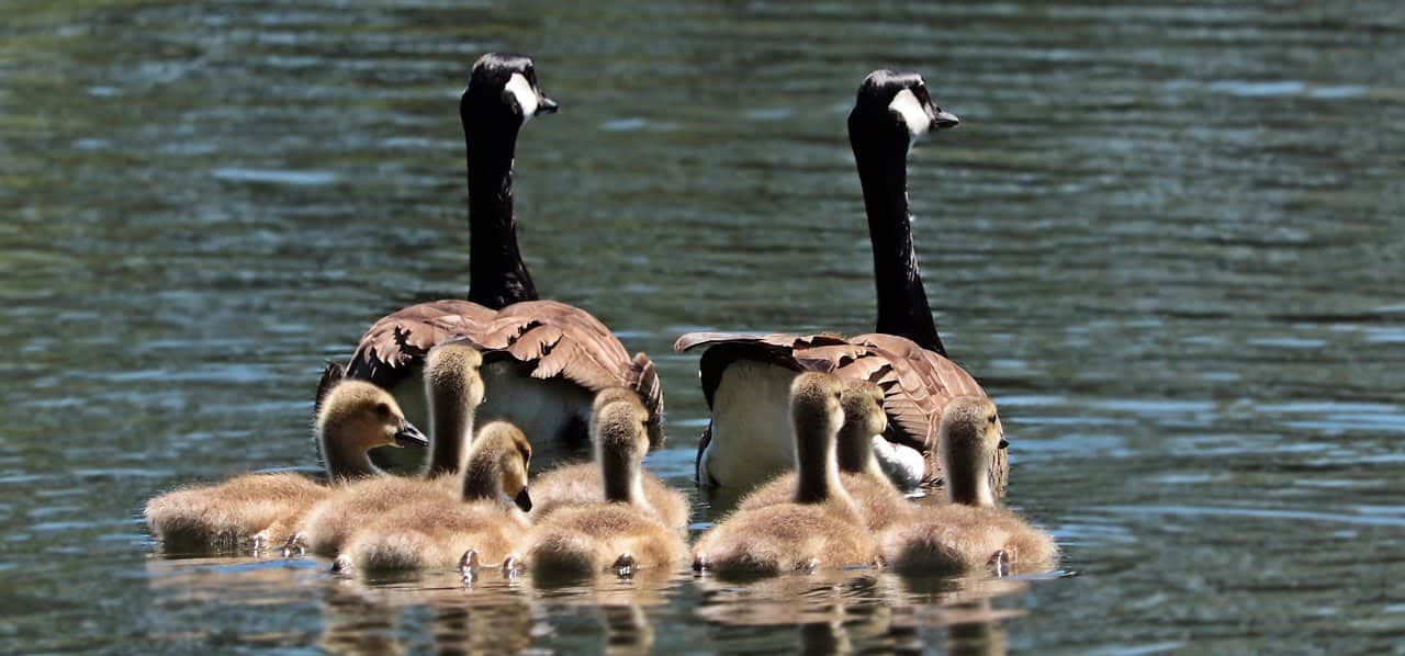 dream meaning Geese