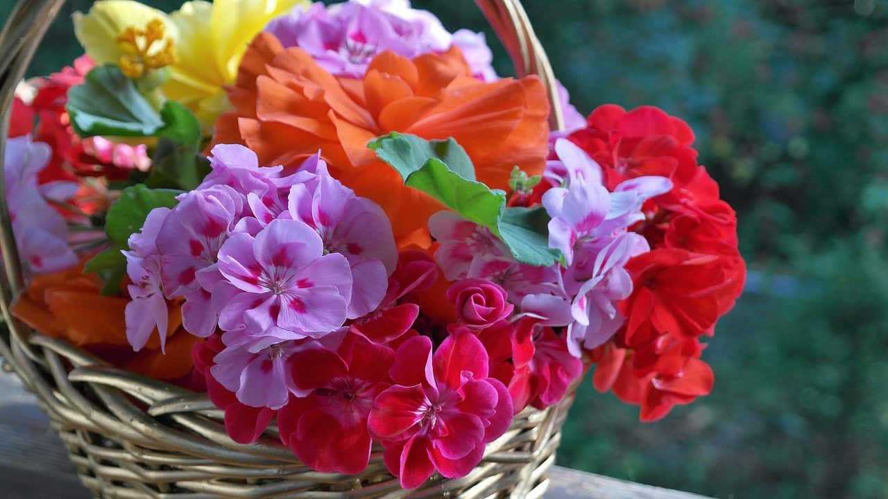 dream meaning Geranium