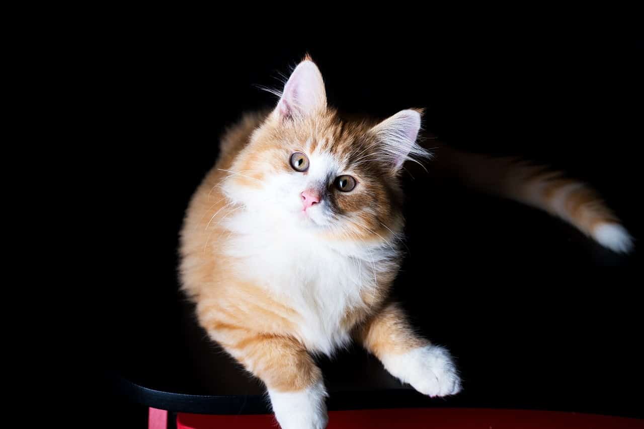 dream meaning Ginger Or Orange Cat