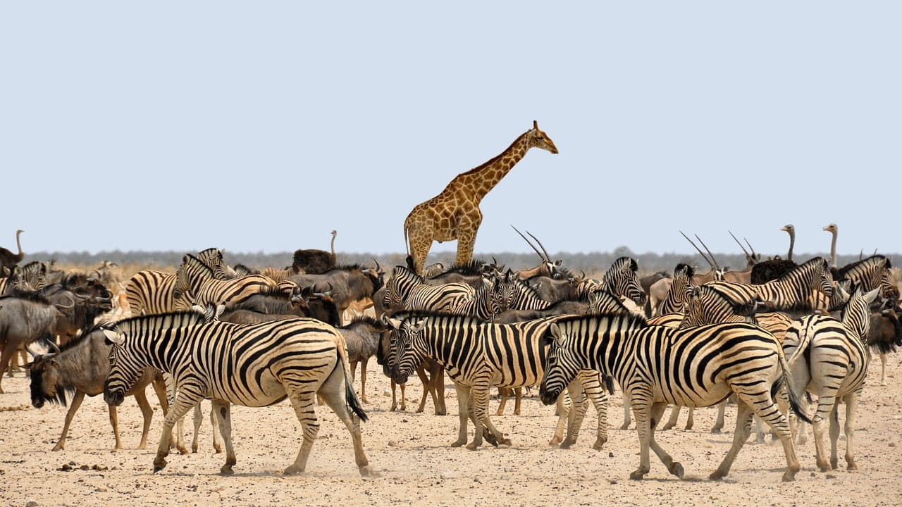 dream meaning Giraffe
