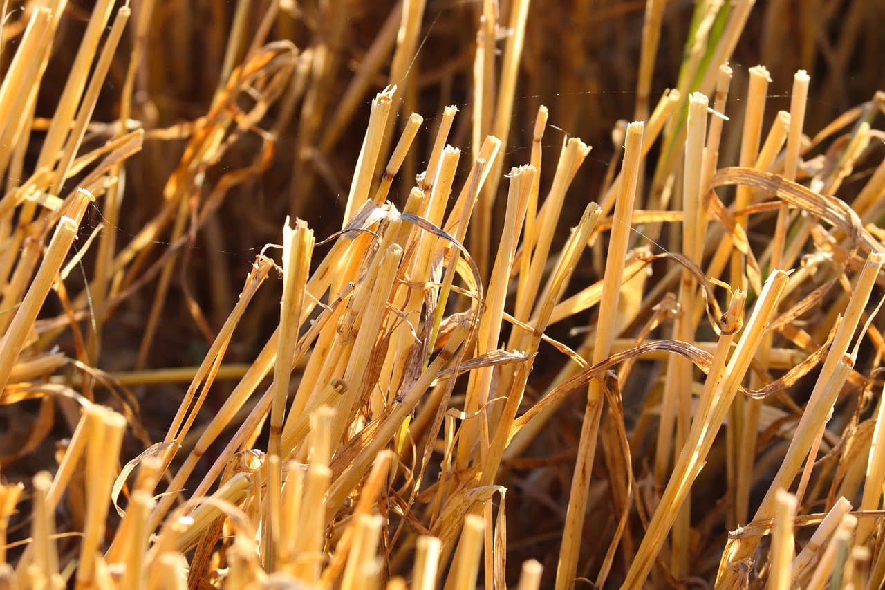 dream meaning Gleaning
