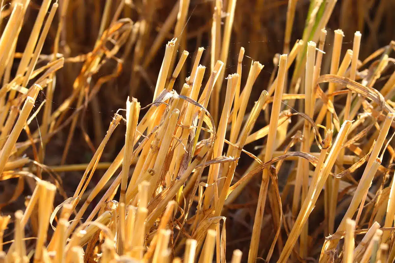 dream meaning Gleaning