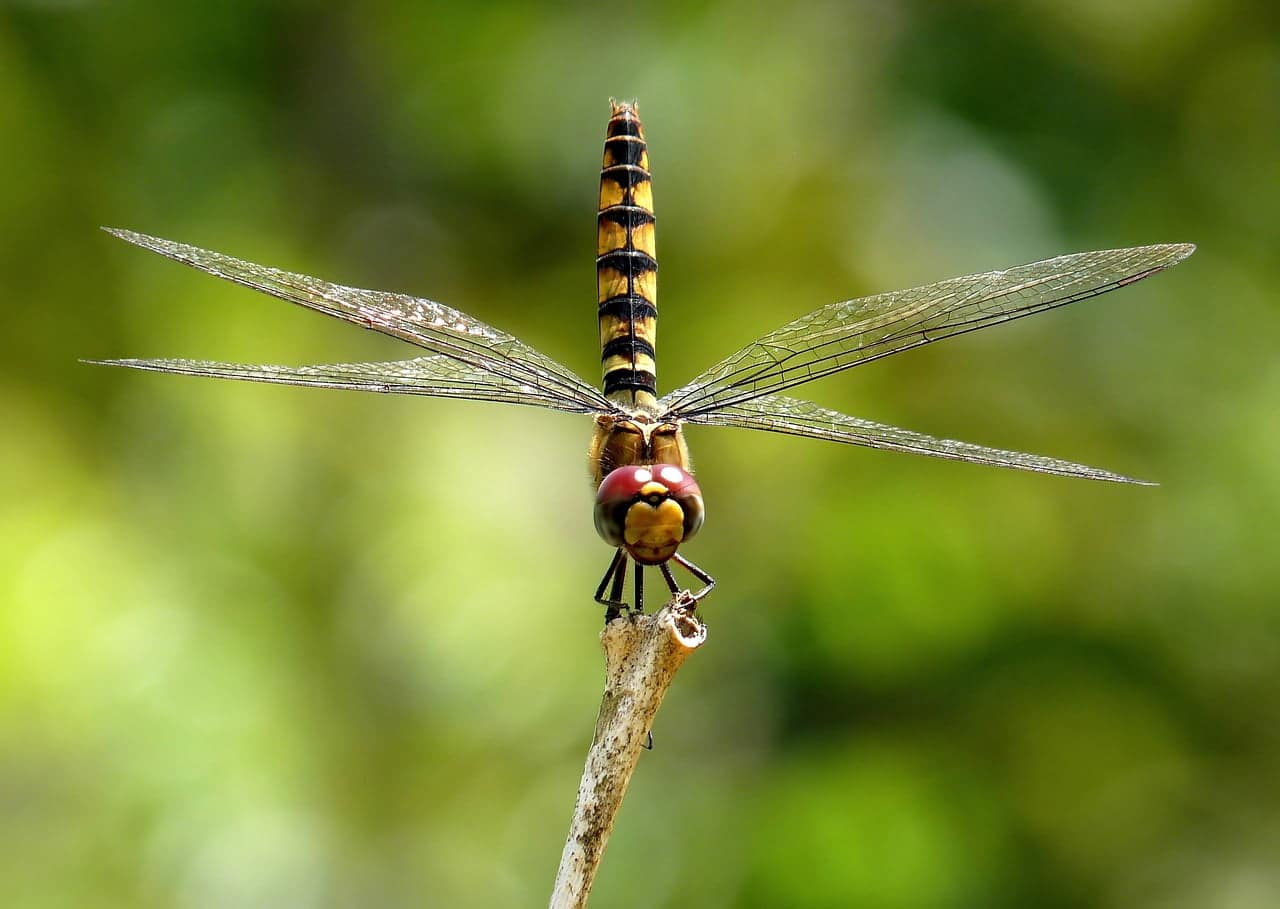 dream meaning Glider