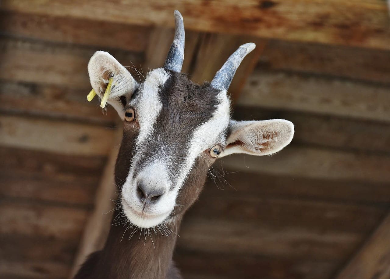 dream meaning Goat
