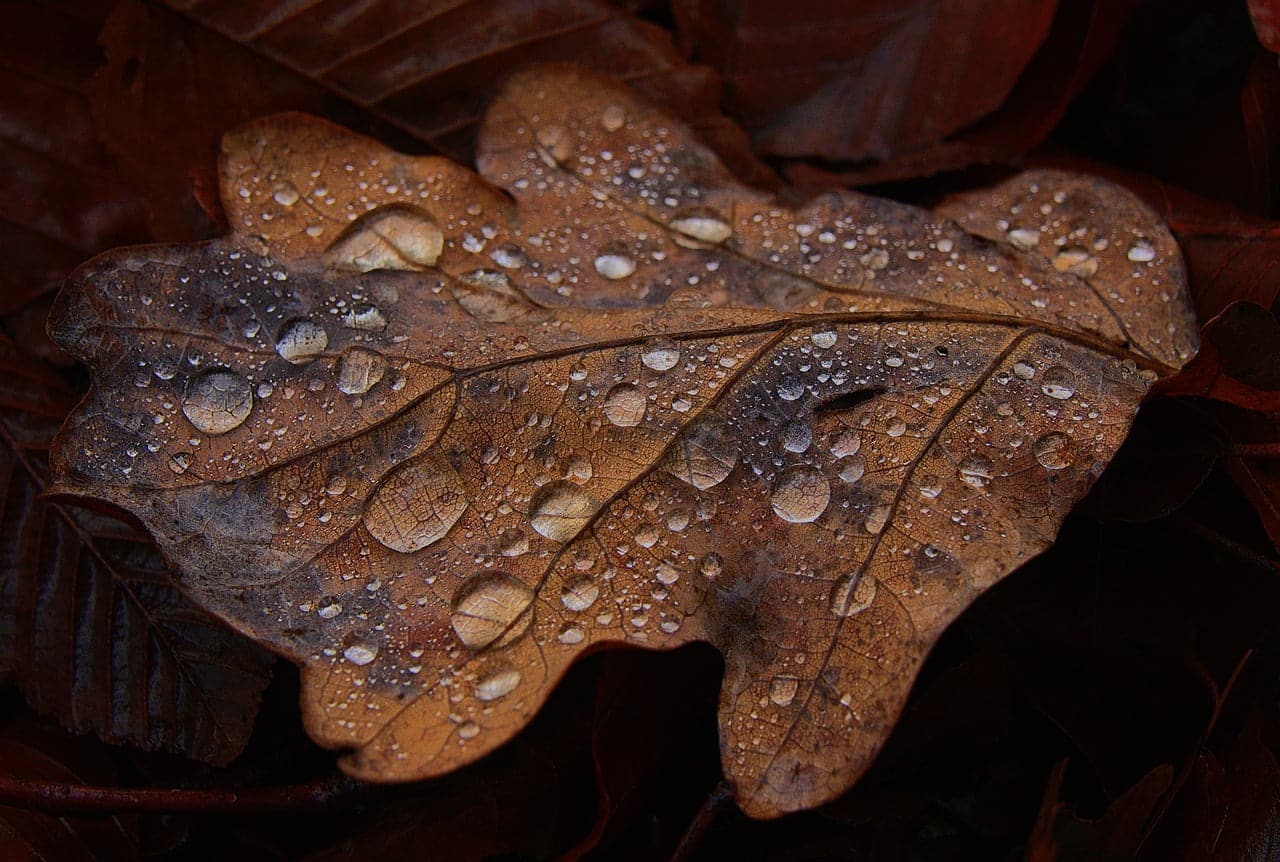dream meaning Golden rain