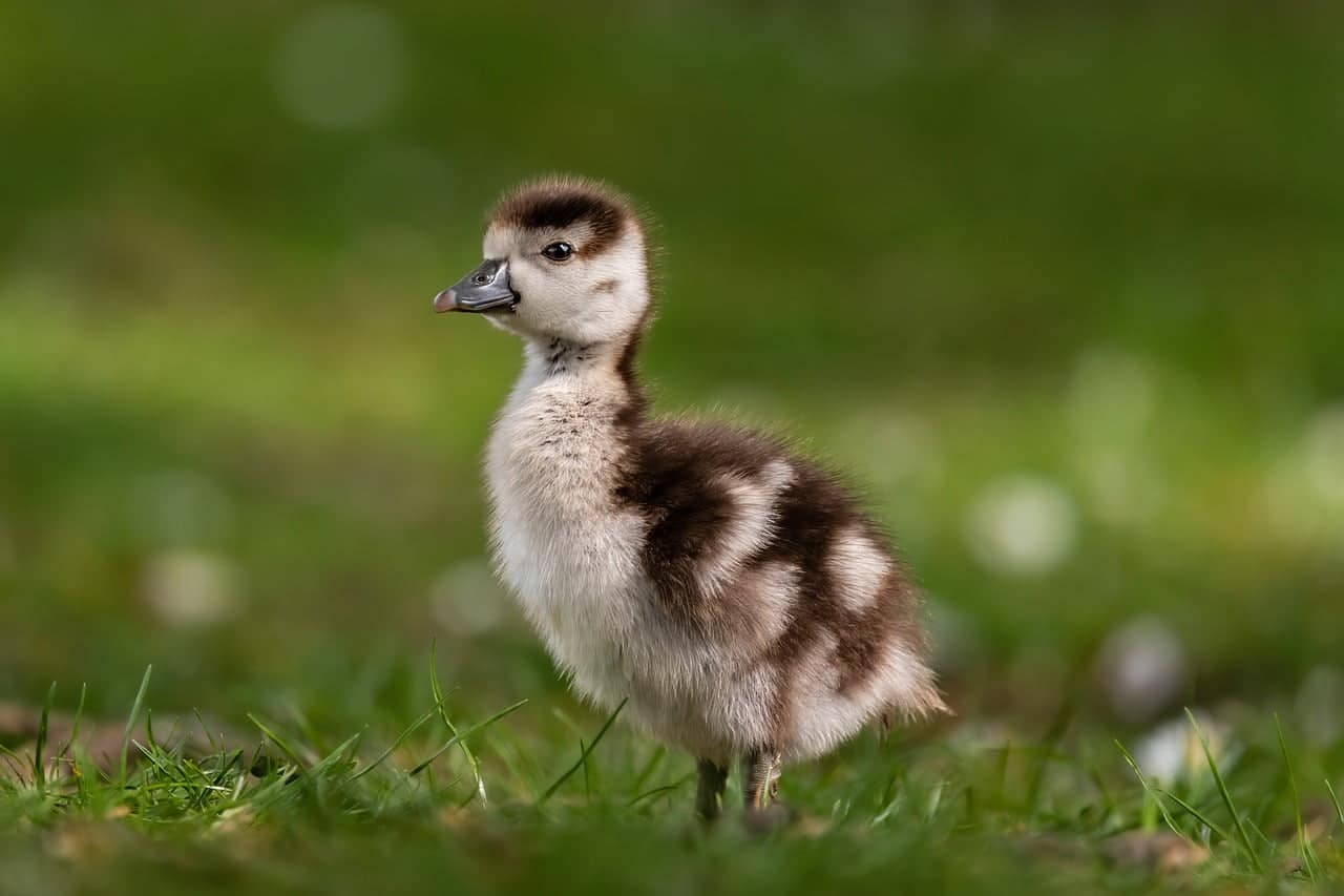 dream meaning Goose