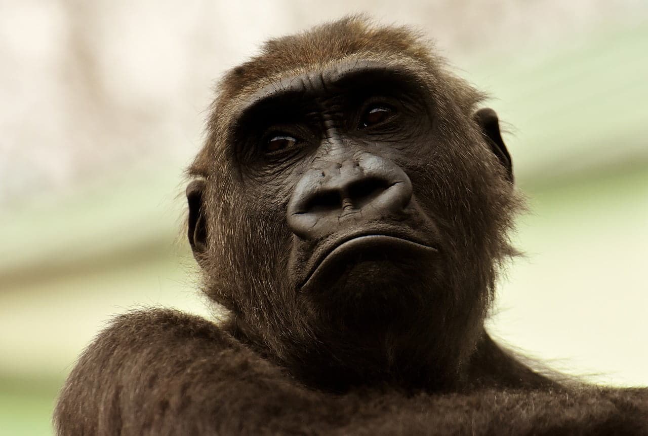 dream meaning Gorilla