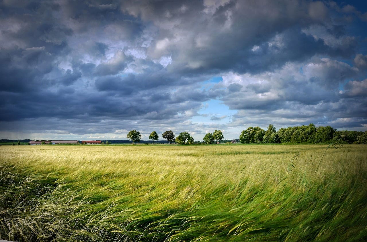 dream meaning Grain