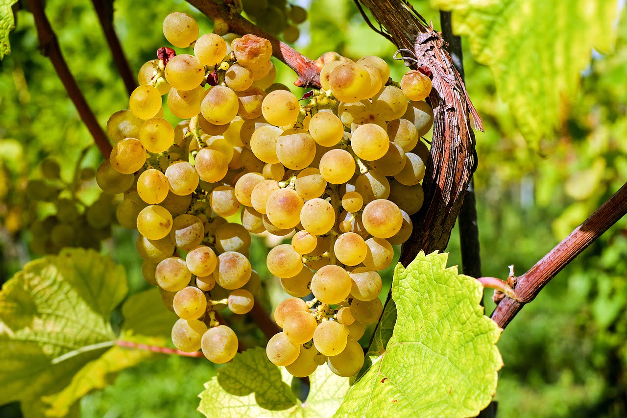 dream meaning Grape harvest