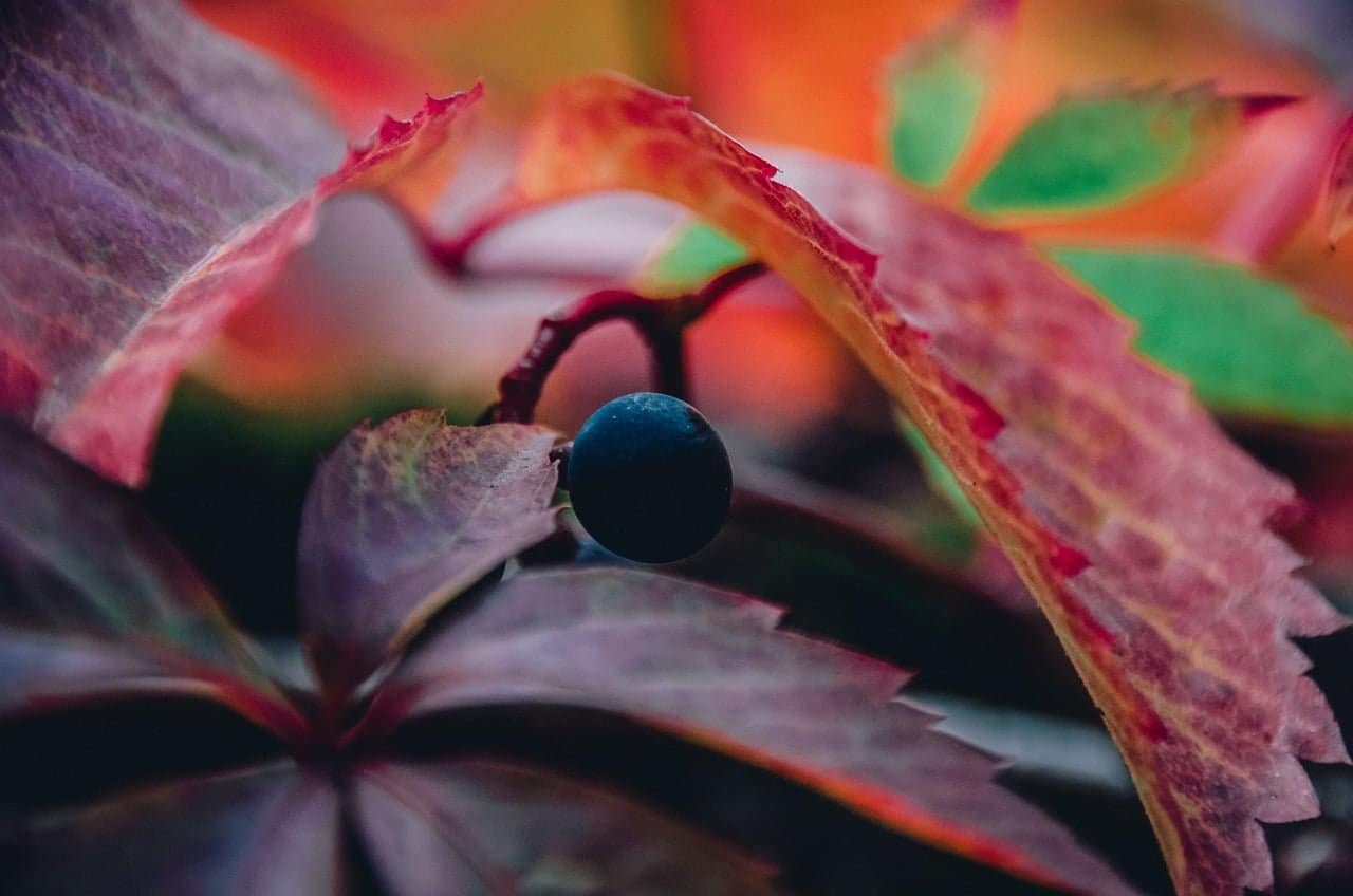 dream meaning Grapevine