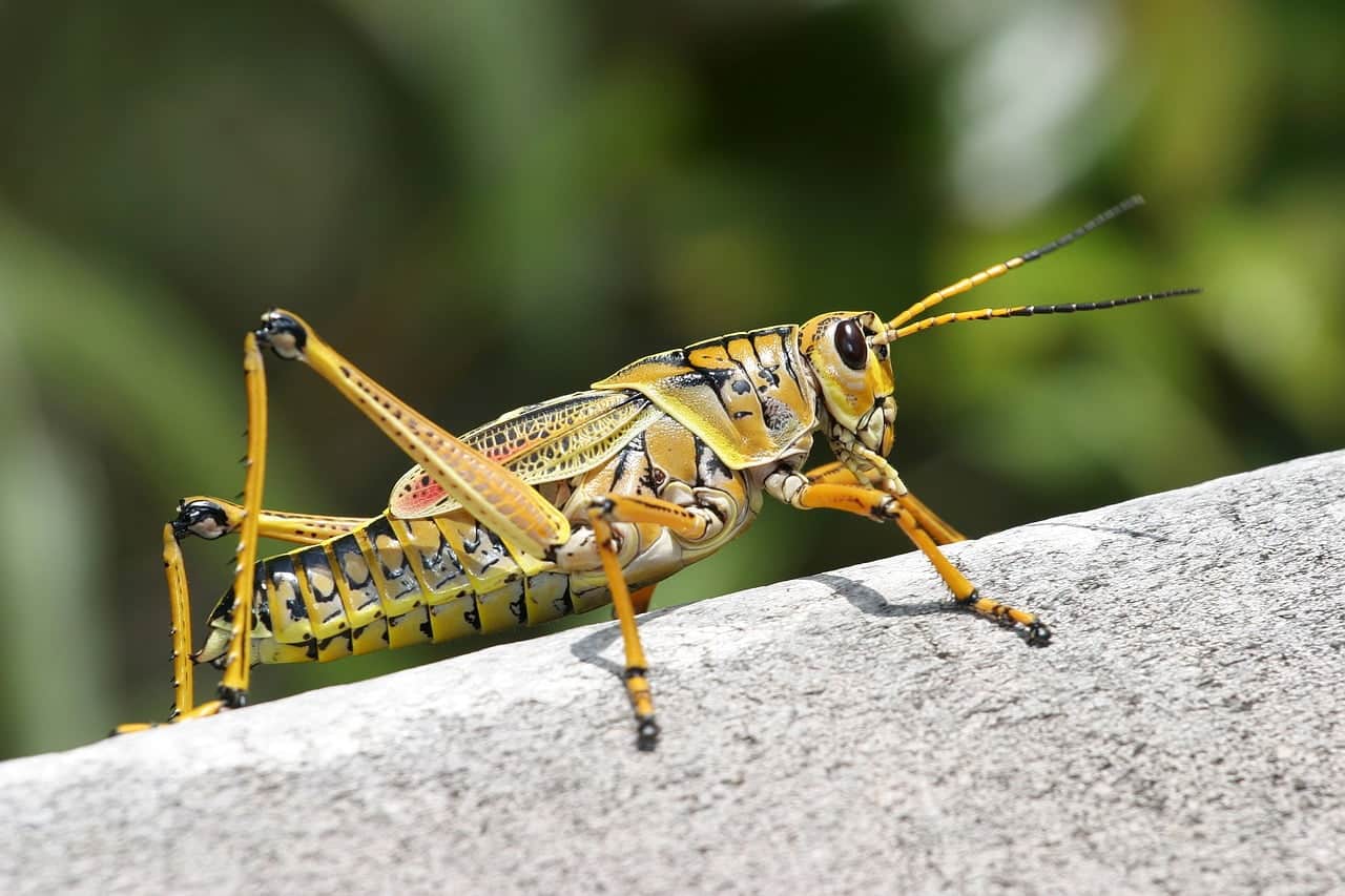 dream meaning Grasshopper