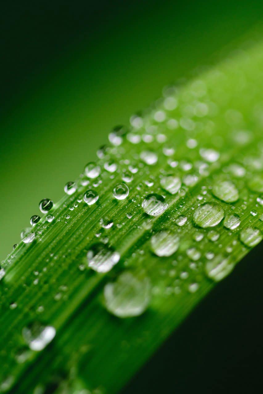 dream meaning Green colour