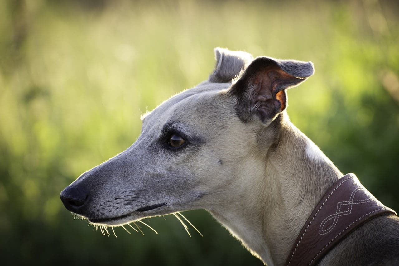 dream meaning Greyhound