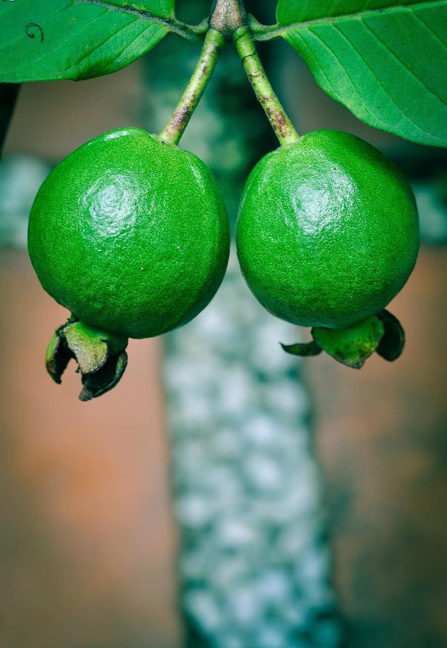dream meaning Guava