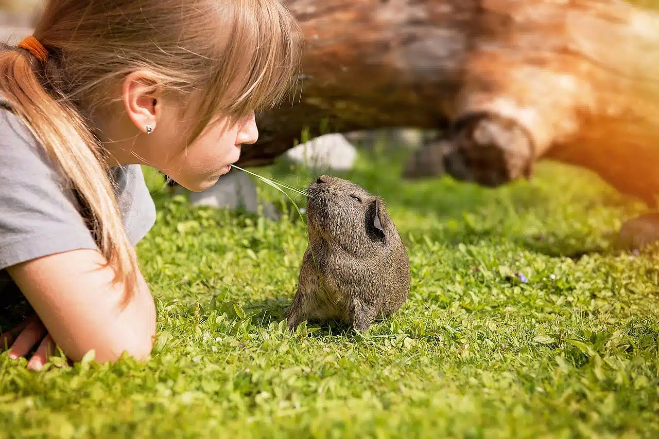 dream meaning Guinea pig
