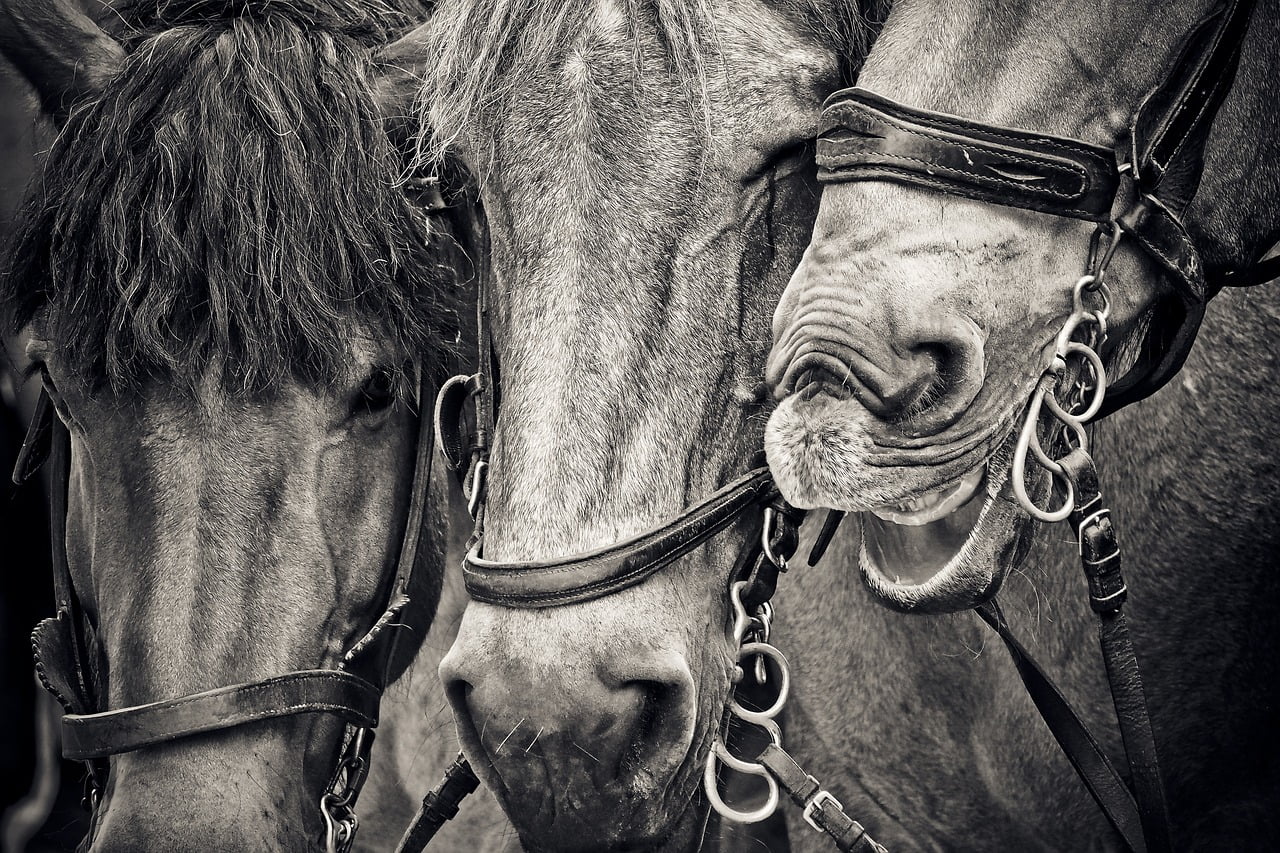 Halter Dream meaning