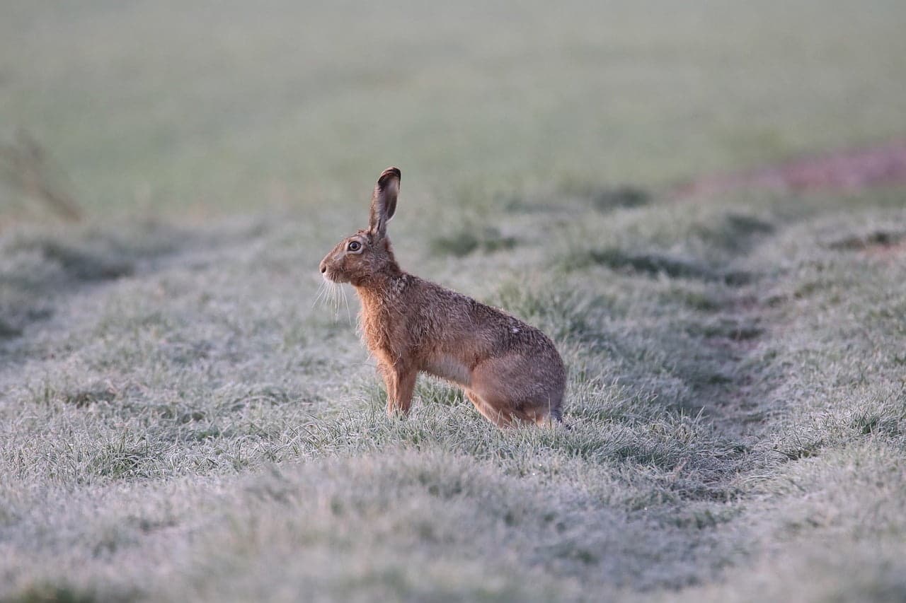 dream meaning Hare