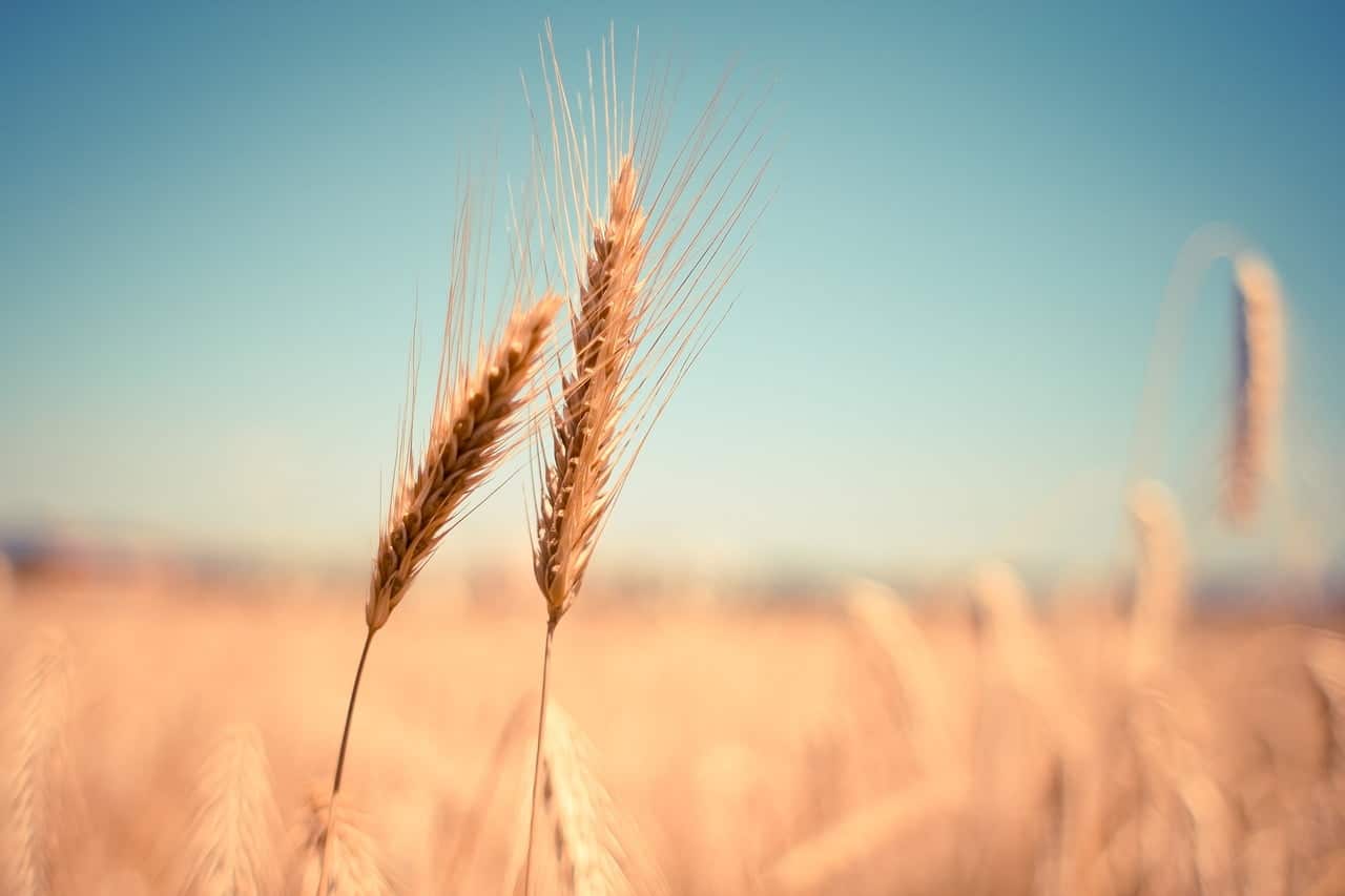 dream meaning Harvest