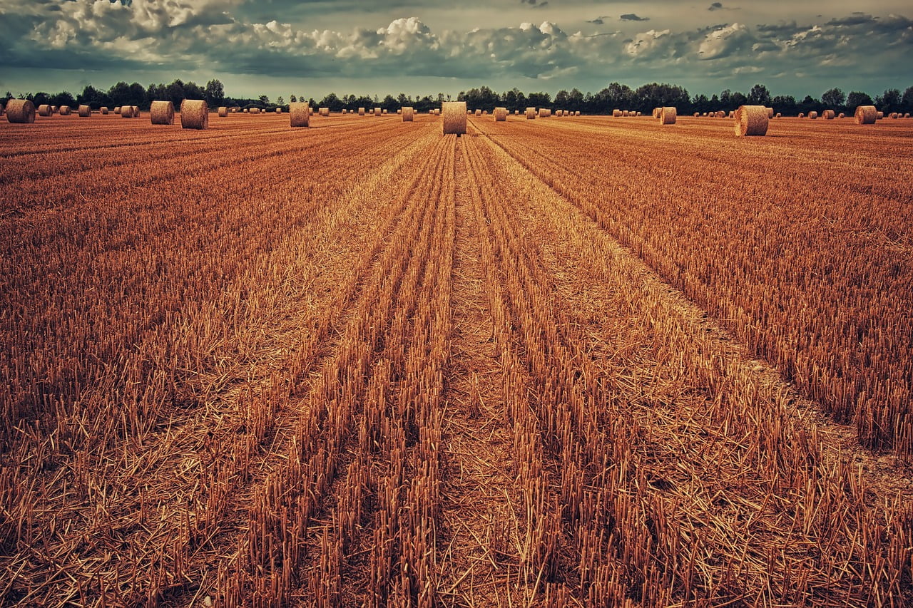 dream meaning Hay