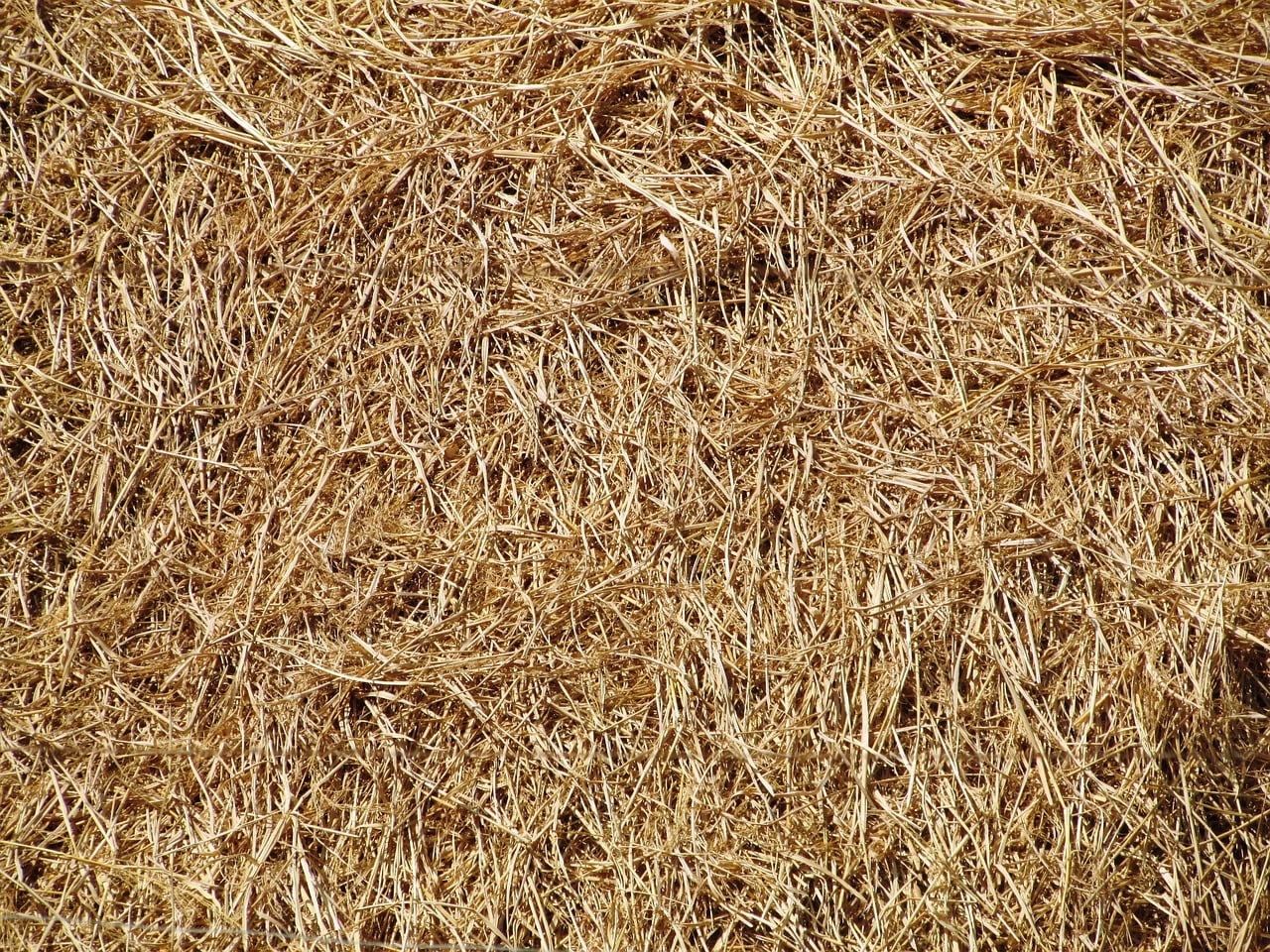 dream meaning Haystack