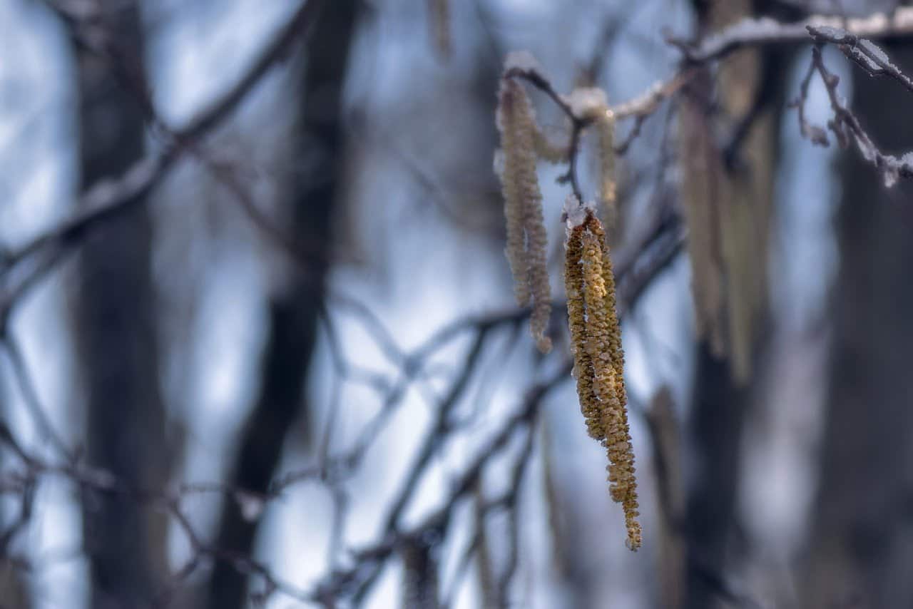 dream meaning Hazelnut