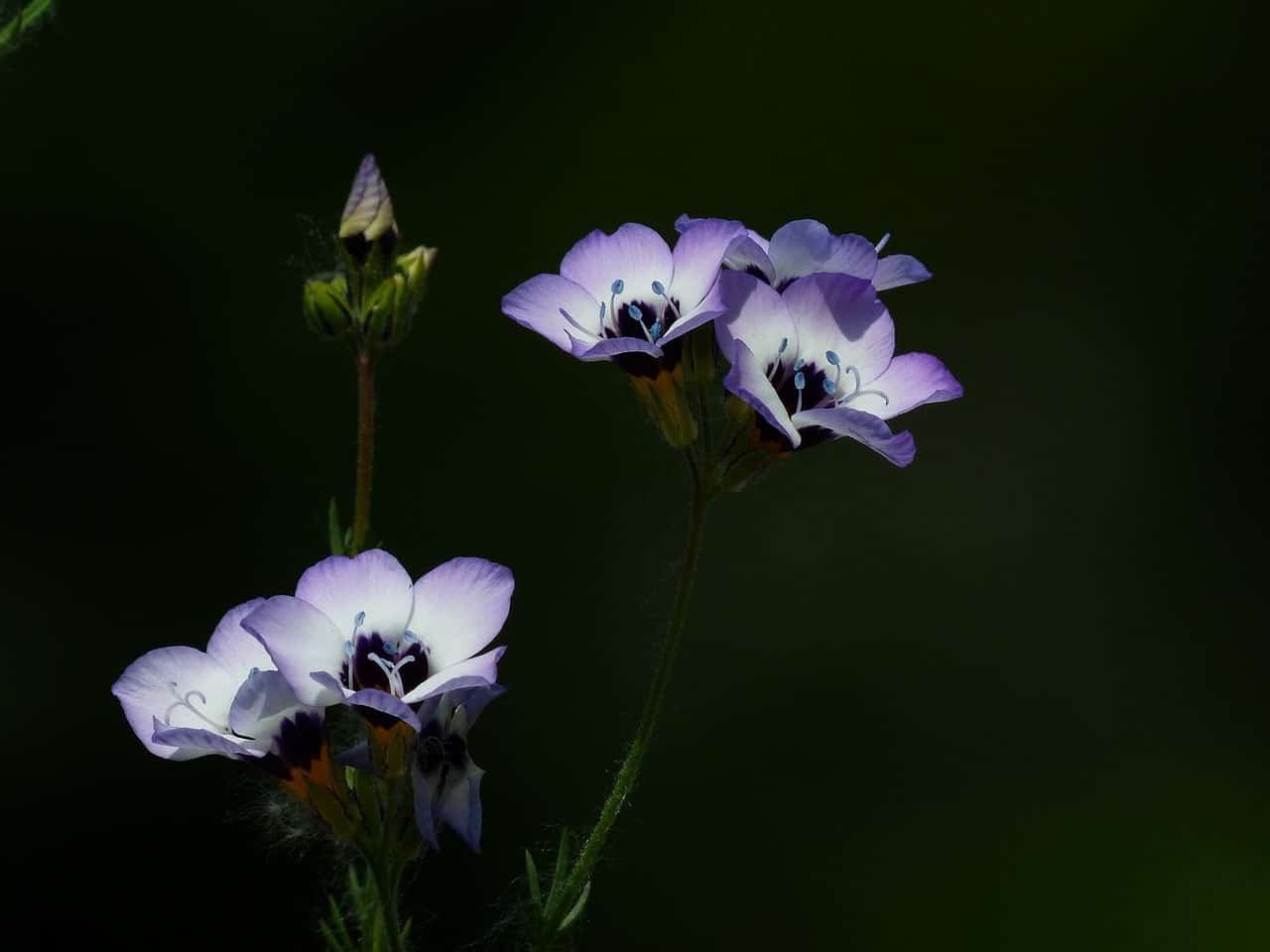 dream meaning Heather Bells