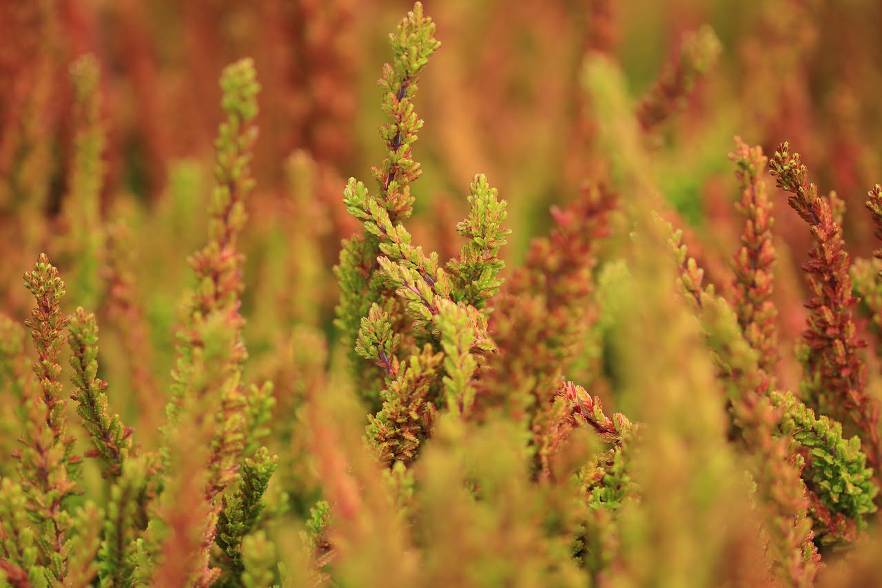 dream meaning Heather