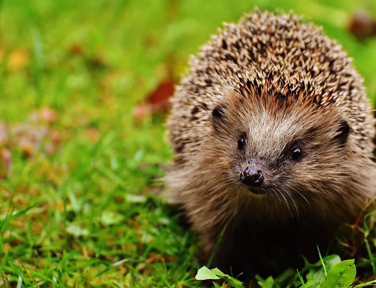 dream meaning Hedgehog