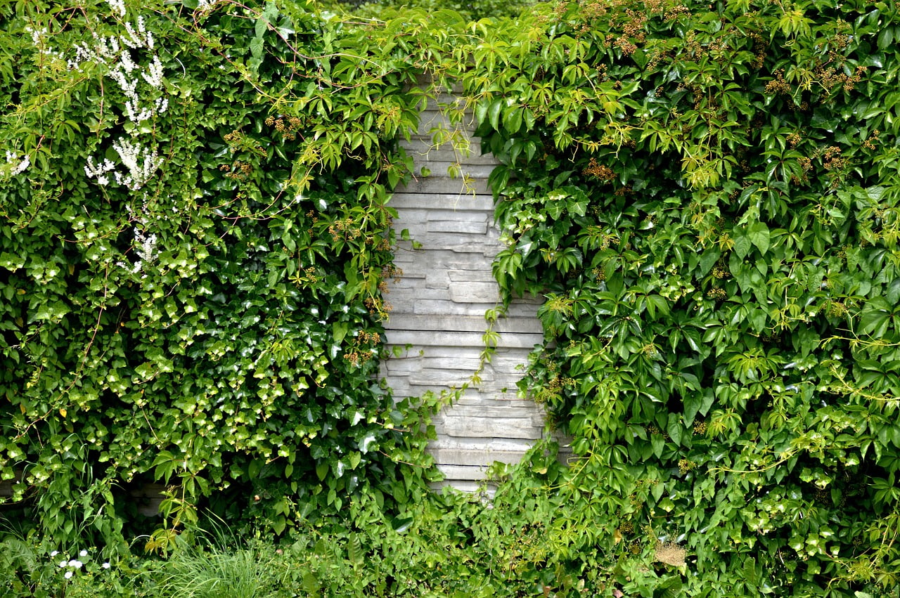 dream meaning Hedges