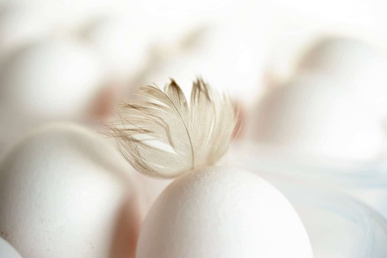 dream meaning Hen