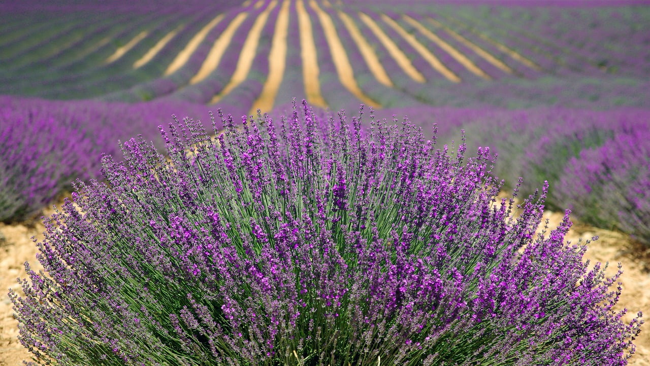 dream meaning Herbs