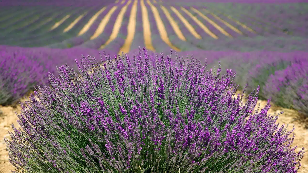 dream meaning Herbs
