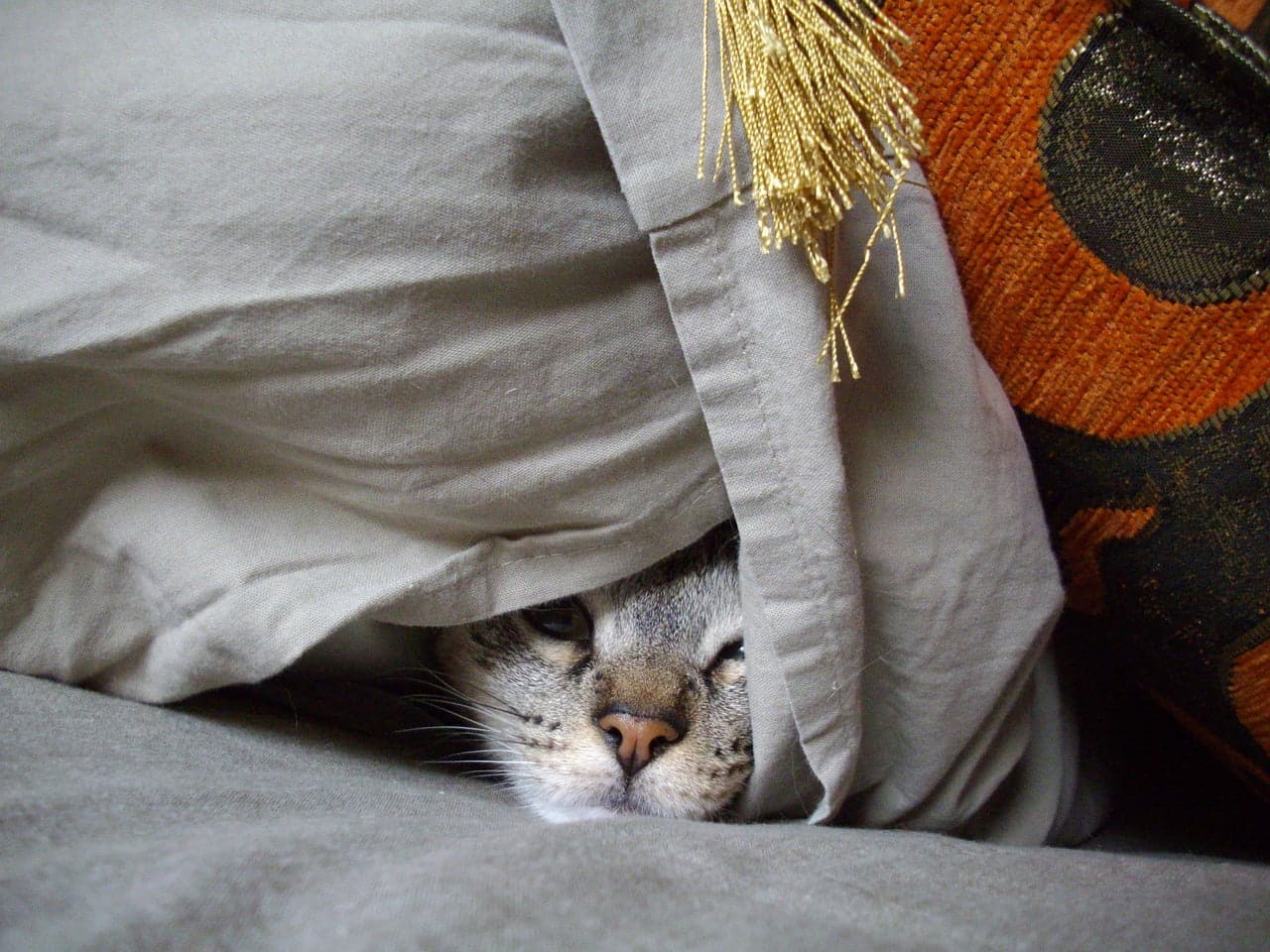 dream meaning Hiding place