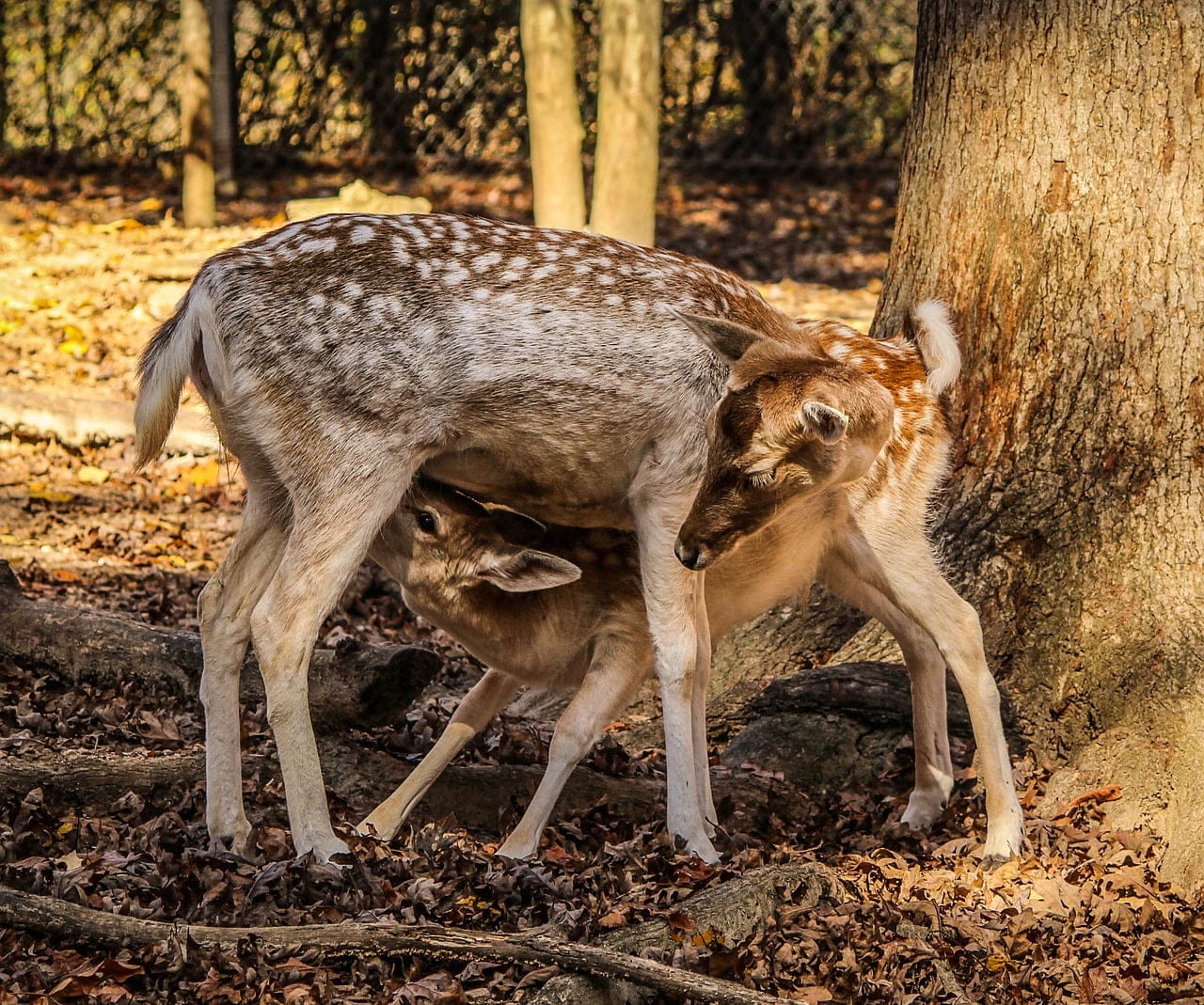 dream meaning Hind